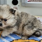 Pomeriaan/Keeshond pups