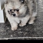 Pomeriaan/Keeshond pups