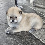 Pomeriaan/Keeshond pups