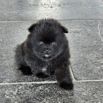 Pomeriaan/Keeshond pups