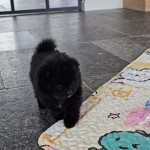 Pomeriaan/Keeshond pups